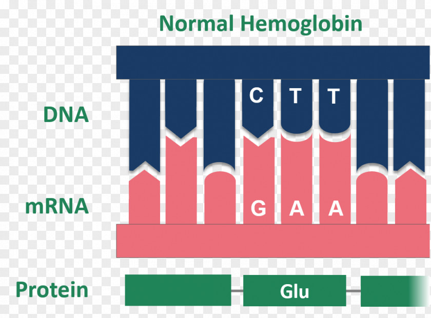 Mutation Hemoglobin Sickle Cell Disease Messenger RNA Amino Acid PNG