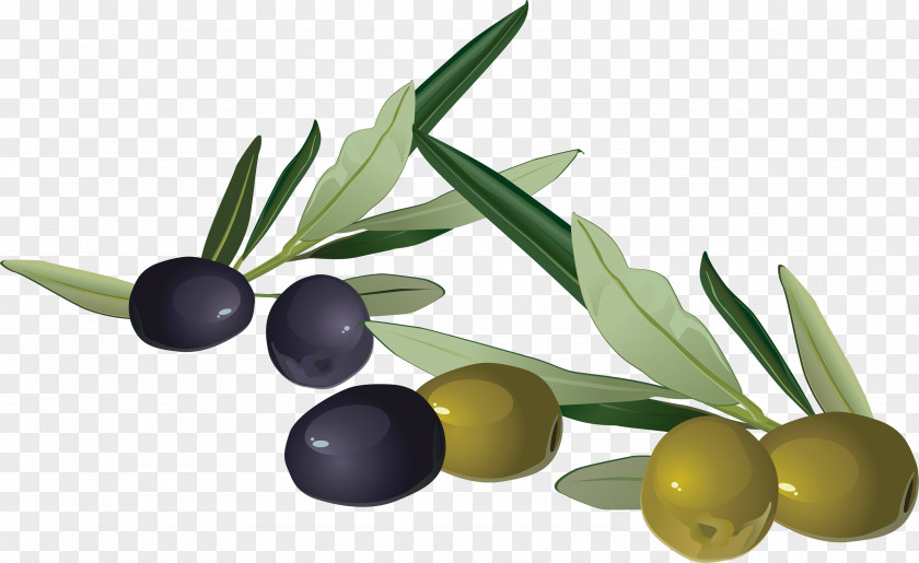 Olive Clip Art PNG