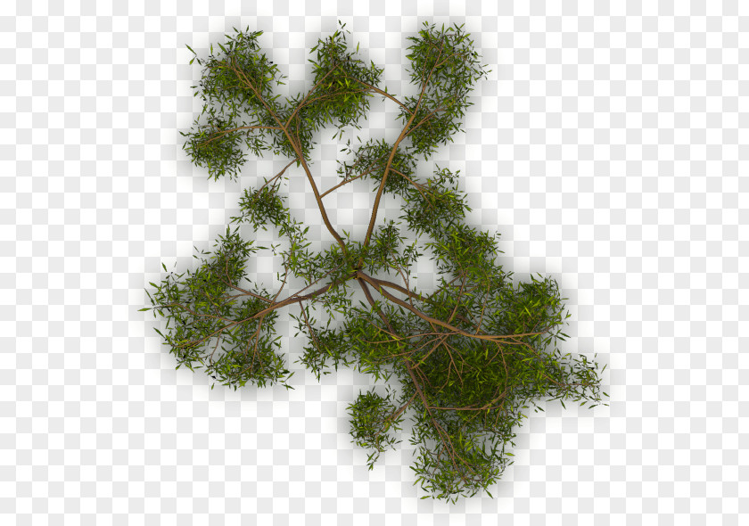 Tree Larch Twig Evergreen Branch PNG
