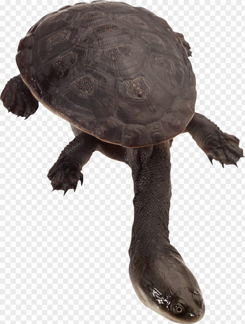 Turtle Common Snapping Eastern Long-necked Pet Tortoise PNG