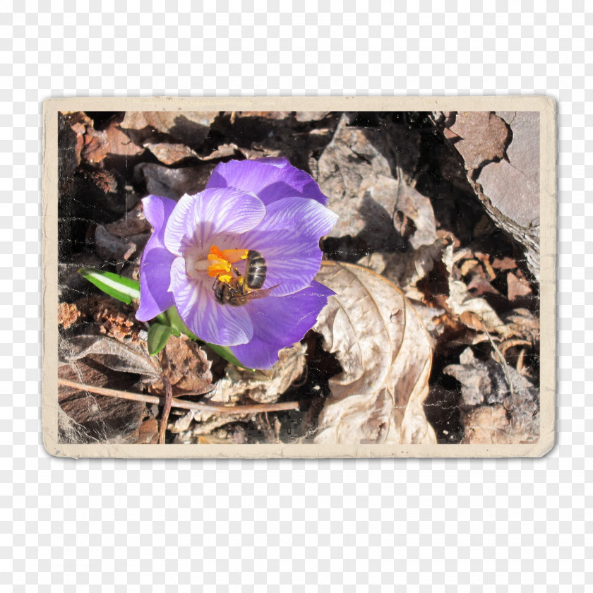 Violet Flower Family Violaceae PNG