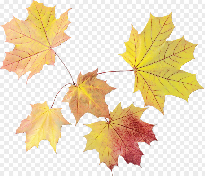 Ivy Silver Maple Autumn Leaves Background PNG
