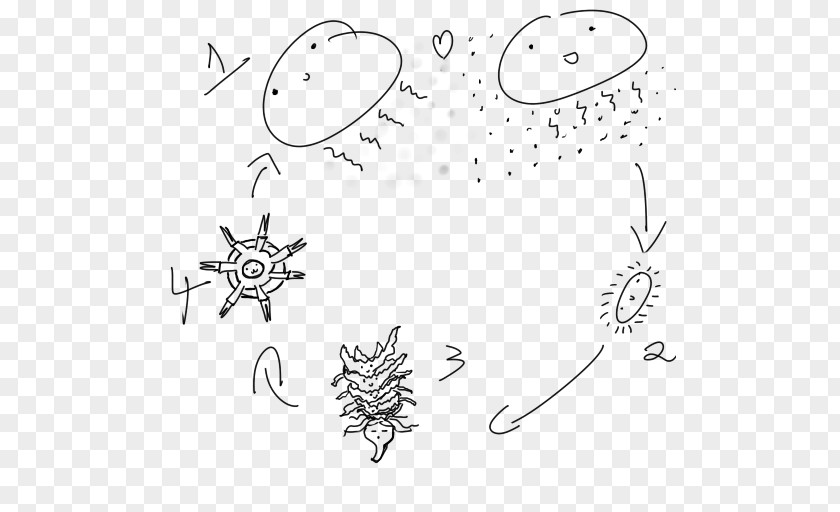 Life Cycle Of A Jellyfish Drawing Biological Larva PNG