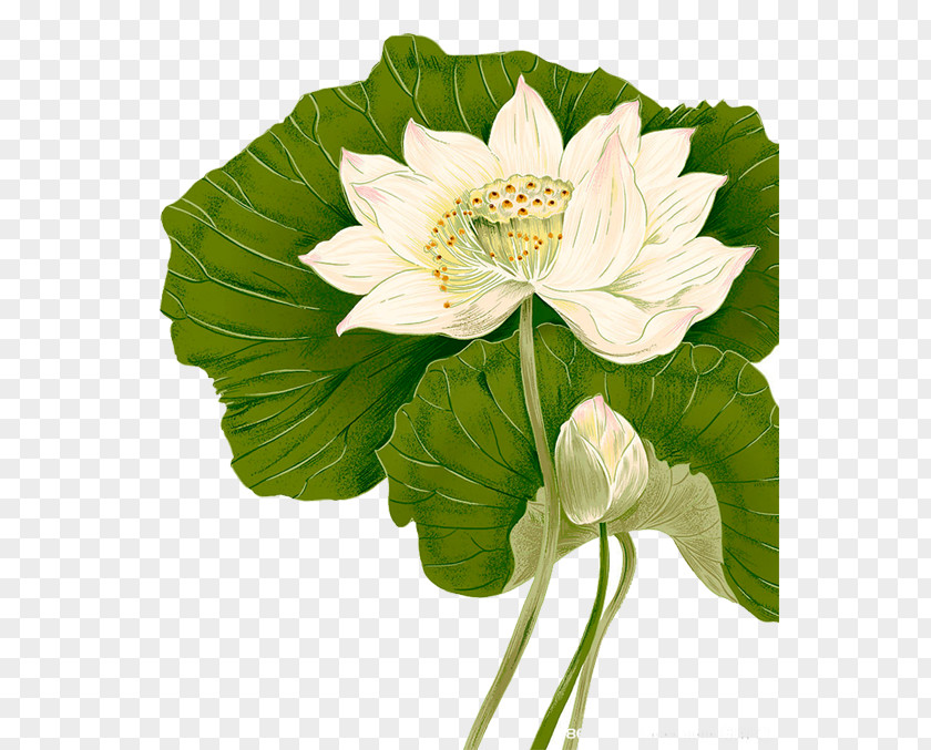 Lotus PNG