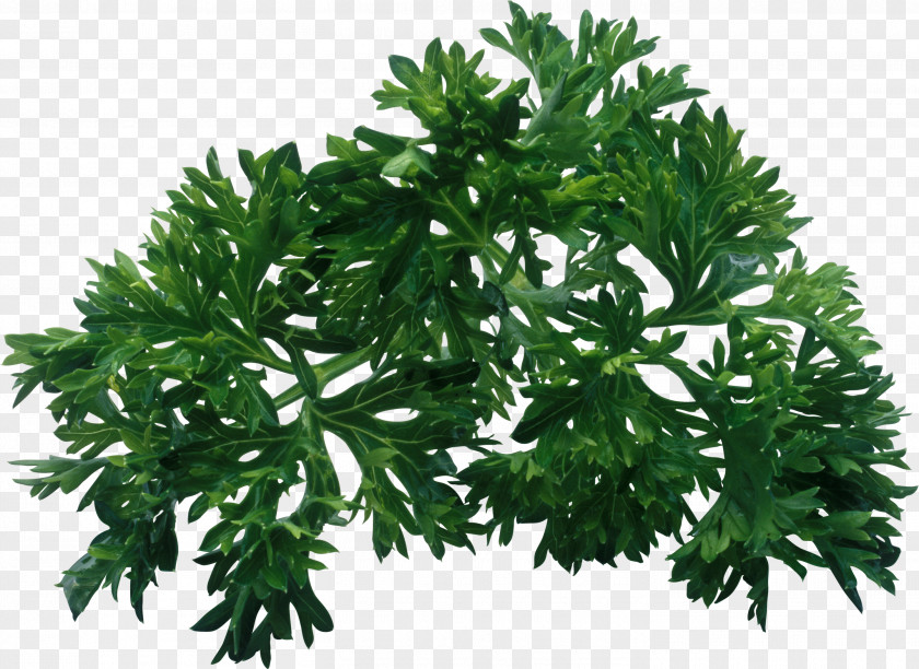 Vegetable Parsley Herb Leaf Dill PNG