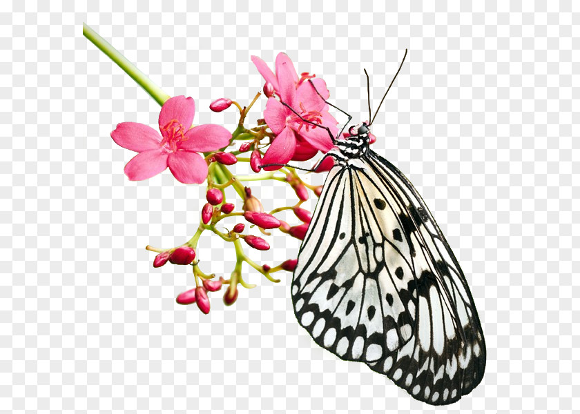 Woo Hoo Monarch Butterfly Brush-footed Butterflies Pieridae Moth PNG