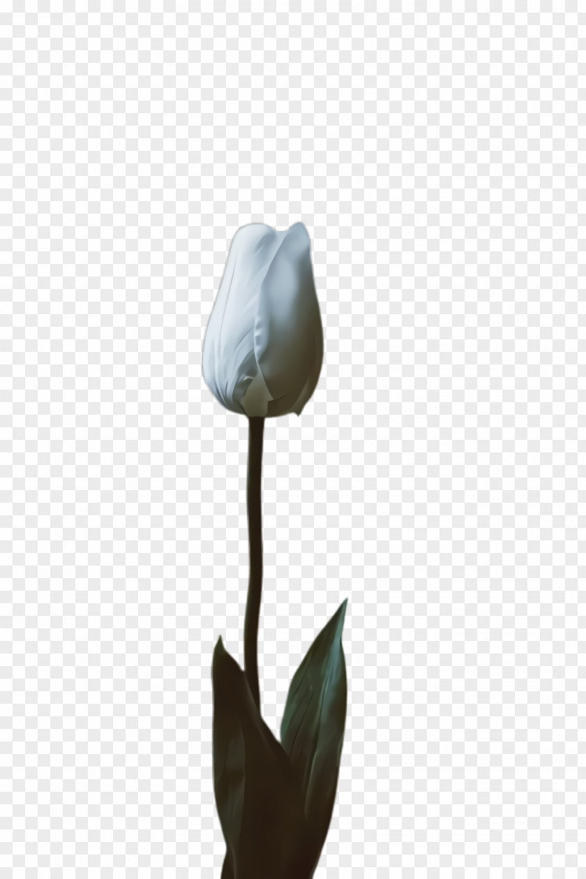 Cut Flowers Alismatales White Lily Flower PNG