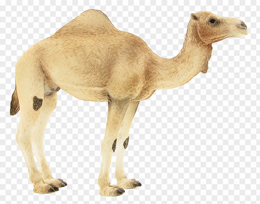 Dromedary Animal Figurine Snout Camels Biology PNG