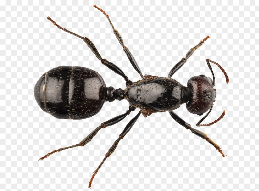 Insect Black Garden Ant Queen Stock Photography PNG