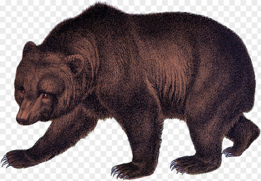 Woodland Creatures Grizzly Bear American Black Brown Fur PNG