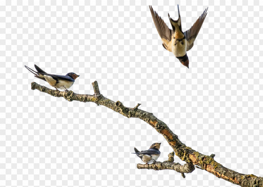 Birds Beak Science Biology PNG