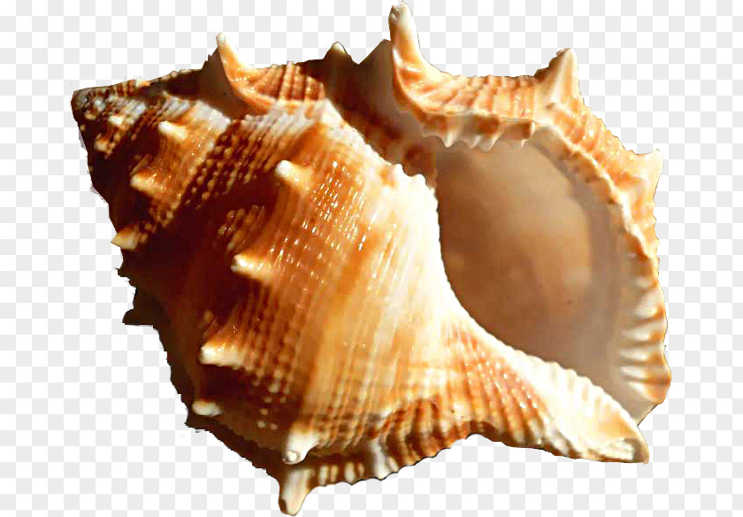 Conch Hotel Seashell Cockle PNG