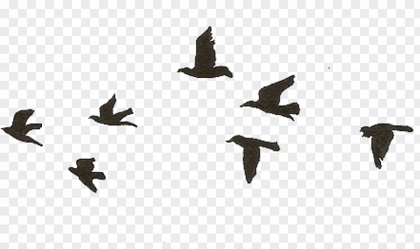 Wing Animal Migration Swallow Bird PNG