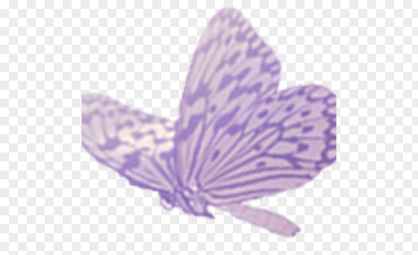 Butterfly Child Picture Book PNG