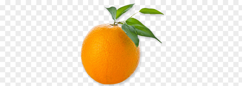 Orange PNG clipart PNG