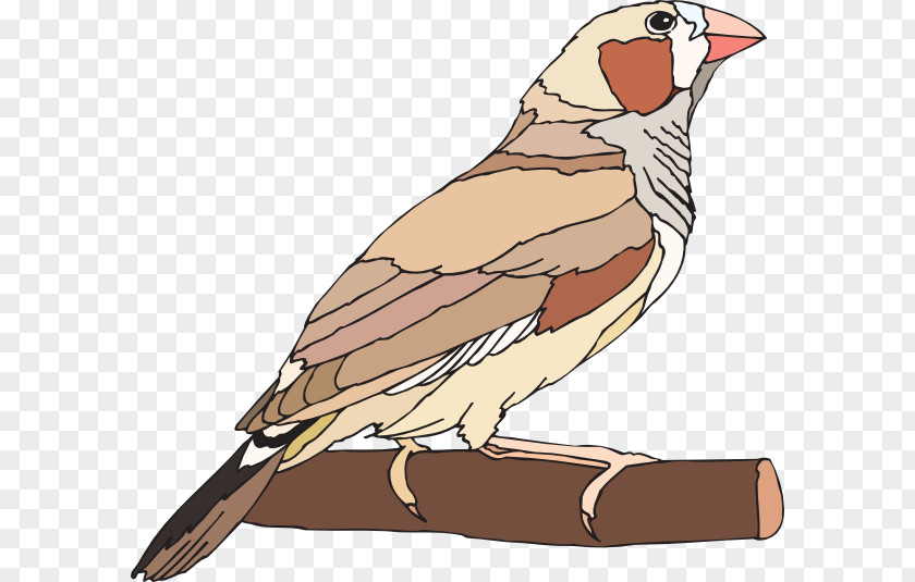 Shrew Illustration Finches Bird Zebra Finch Clip Art Image PNG