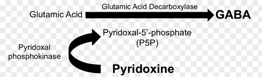 Status Epilepticus Pyridoxine Gamma-Aminobutyric Acid Pyridoxal Phosphate Vitamin B-6 PNG