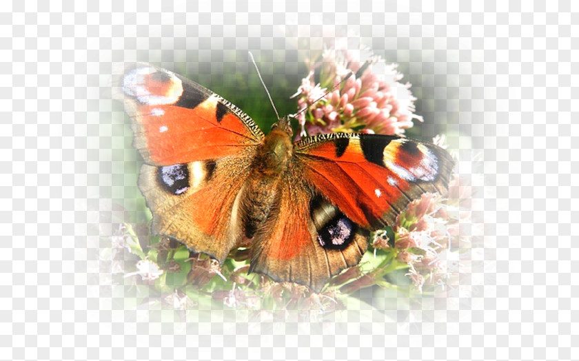 Butterfly PNG