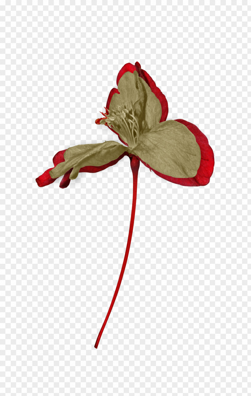 Foliage Decoration Drawing Flower Petal Brown PNG