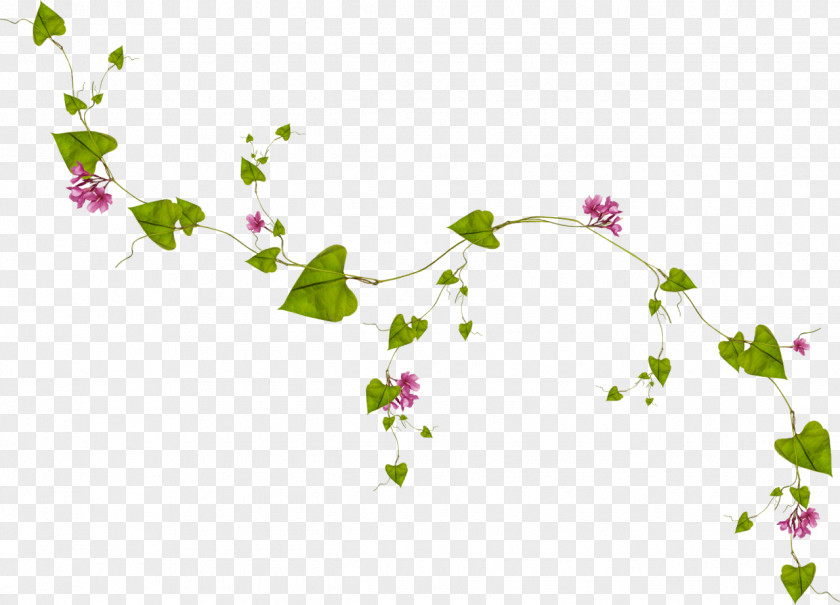 Garland Frame Leaf Vine Clip Art PNG
