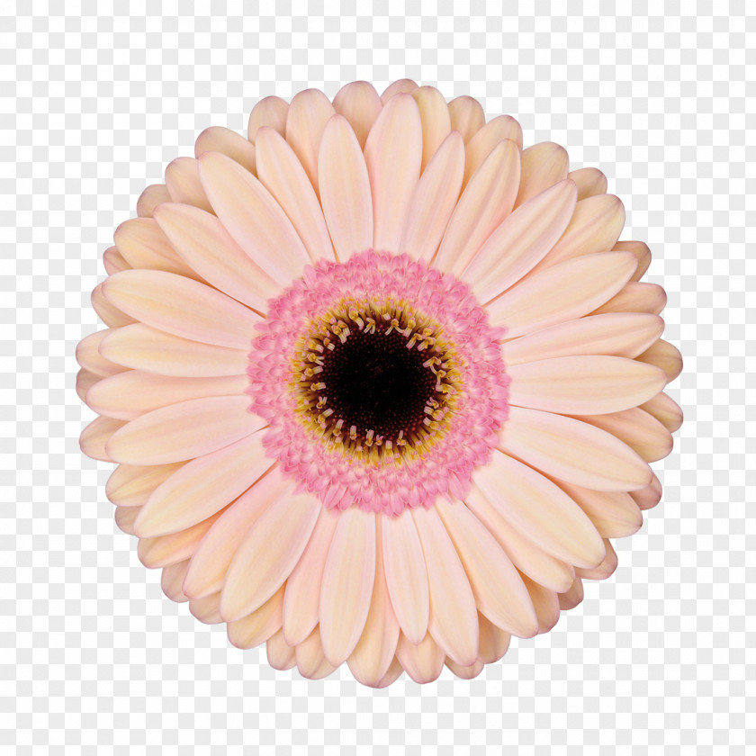 Gerbera Transvaal Daisy Cut Flowers Retail Diva Crush PNG