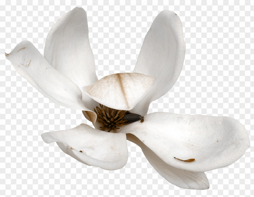 Iris Flowering Plant Petal PNG