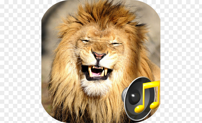 Lion The And Mouse Laughter In Animals Cheetah PNG