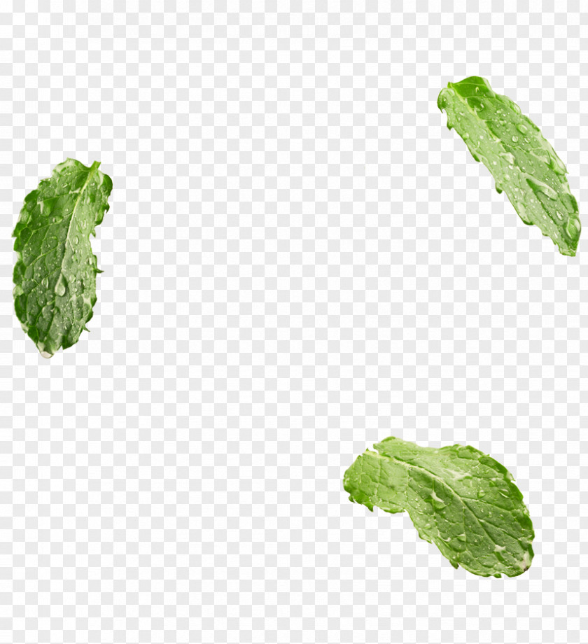 Mint Leaf Vegetable Herb PNG
