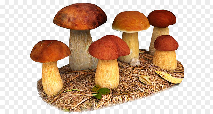 Mushroom Boletus Edulis TurboSquid 3D Modeling Autodesk 3ds Max FBX PNG