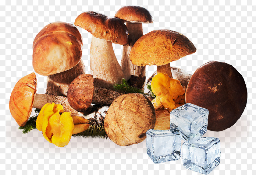 Mushroom Edible Fungus Brown Cap Boletus Aspen PNG