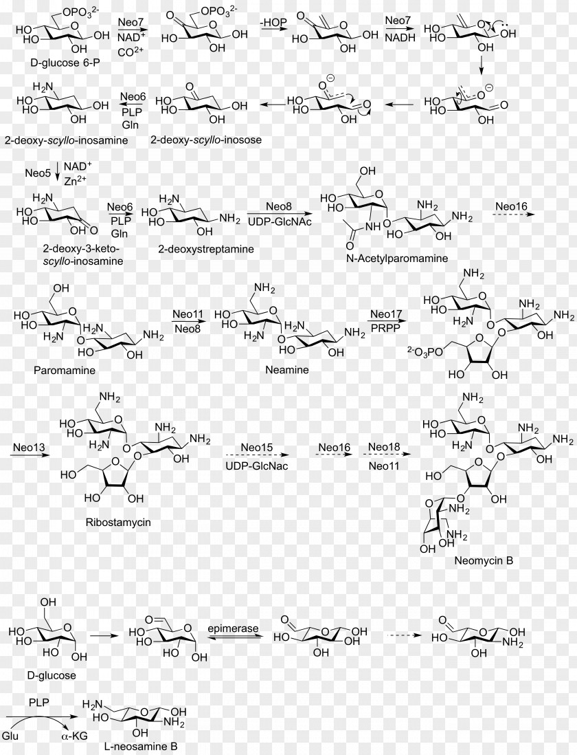 Neomycin Aminoglycoside Antibiotics Vancomycin Sisomicin PNG