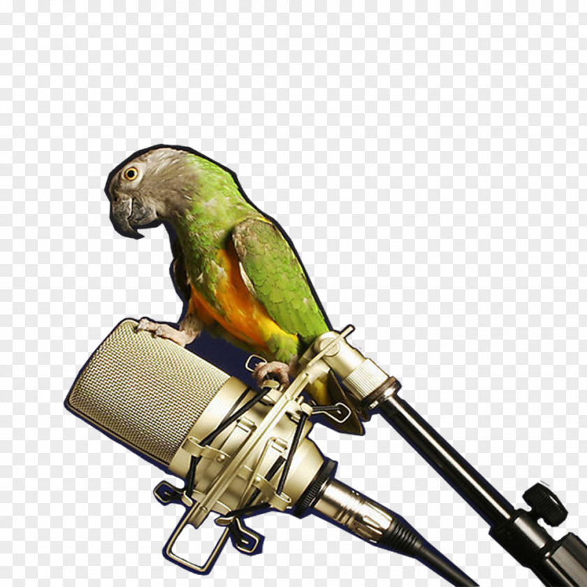 Parrot Microphone Amazon Perroquet PNG