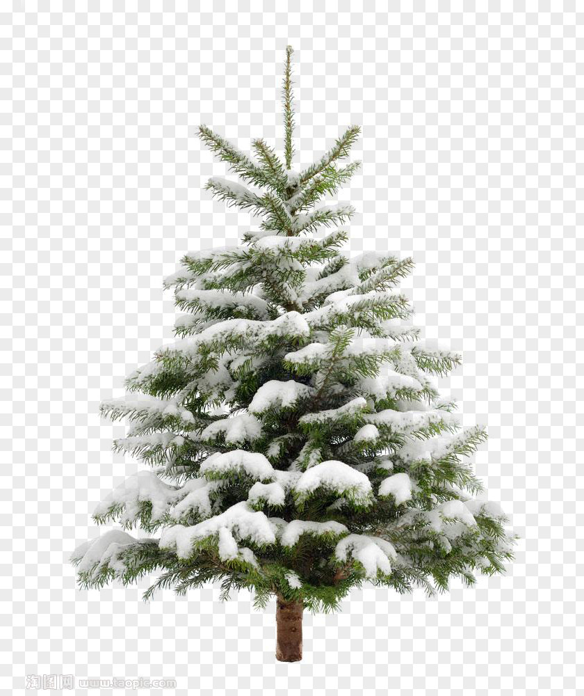 Pine Trees Christmas Tree Snow Fir PNG
