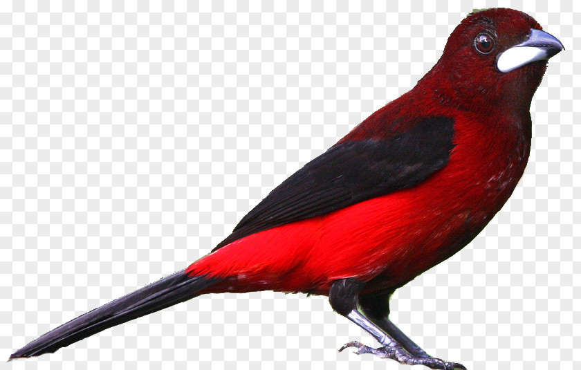 Realistic Cliparts Bird Drawing Northern Cardinal Clip Art PNG