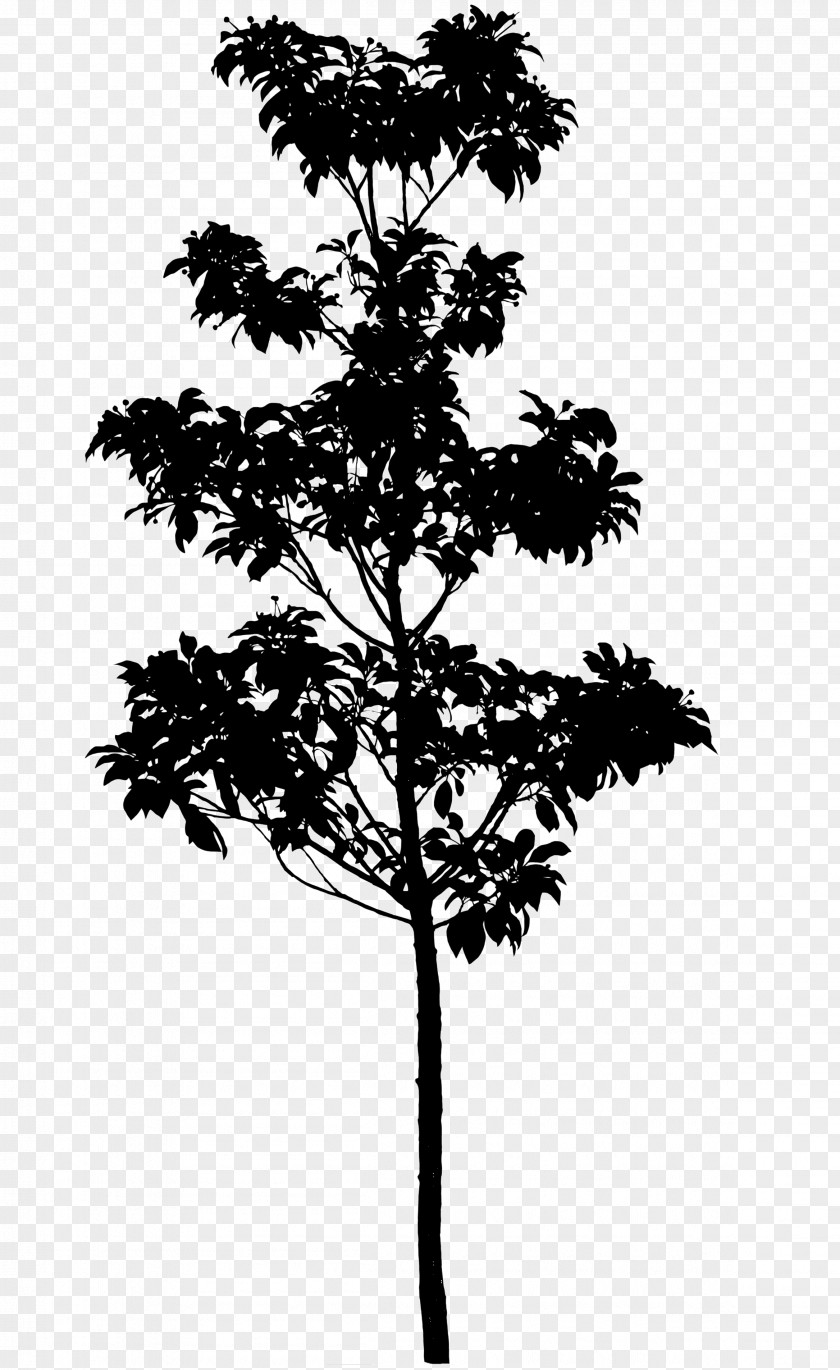 Silhouette Pine Tree Longstalk Holly Photography PNG