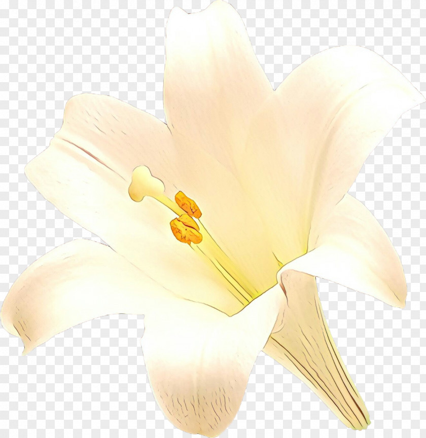 Arum Lilies PNG