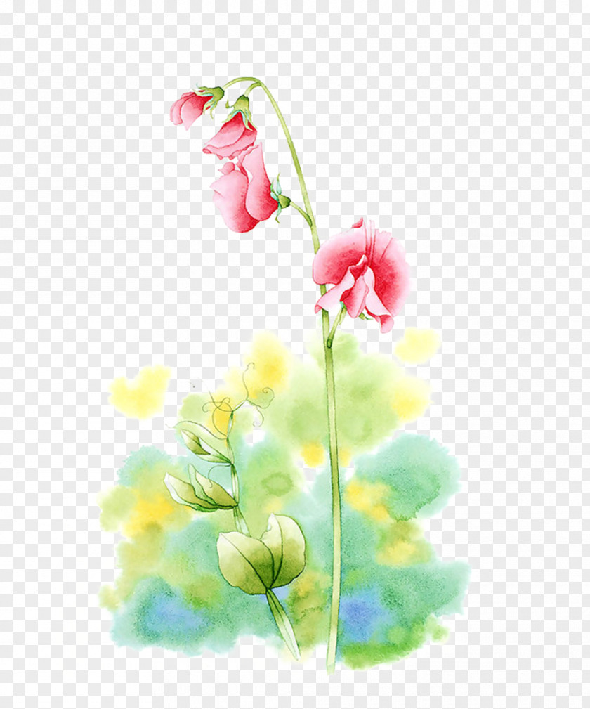 Pea Waiting Picture Material Watercolor Painting Flower Illustration PNG