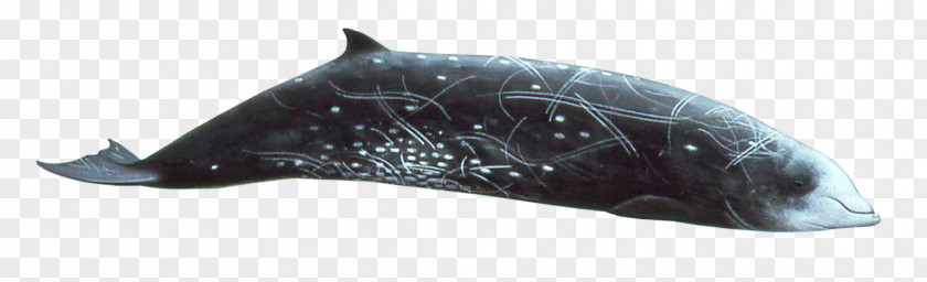 Risso's Dolphin Cetaceans Cuvier's Beaked Whale Blue PNG
