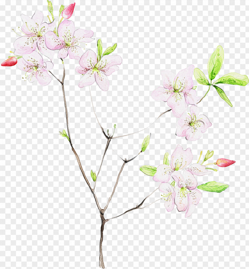 Twig Cherry Blossom PNG