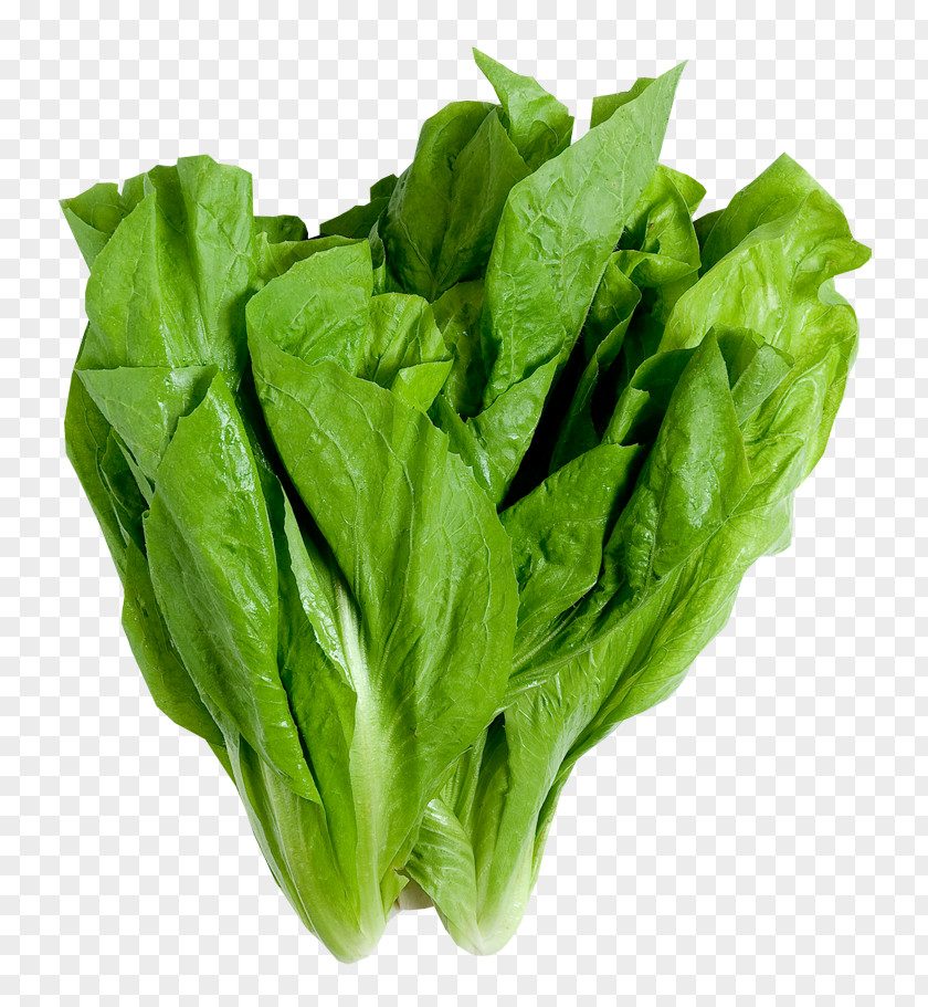 Vegetable Wrap Leaf Lettuce Romaine Iceberg PNG