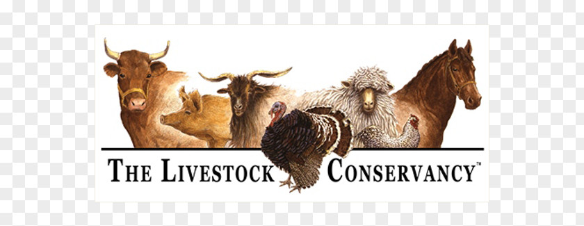 Dexter Cattle Faverolles Chicken Shorthorn The Livestock Conservancy PNG