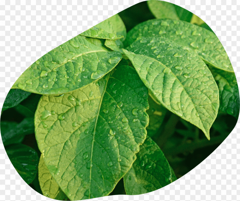 Drops For Plants EarthApples Seed Potatoes Potato Leaf PNG