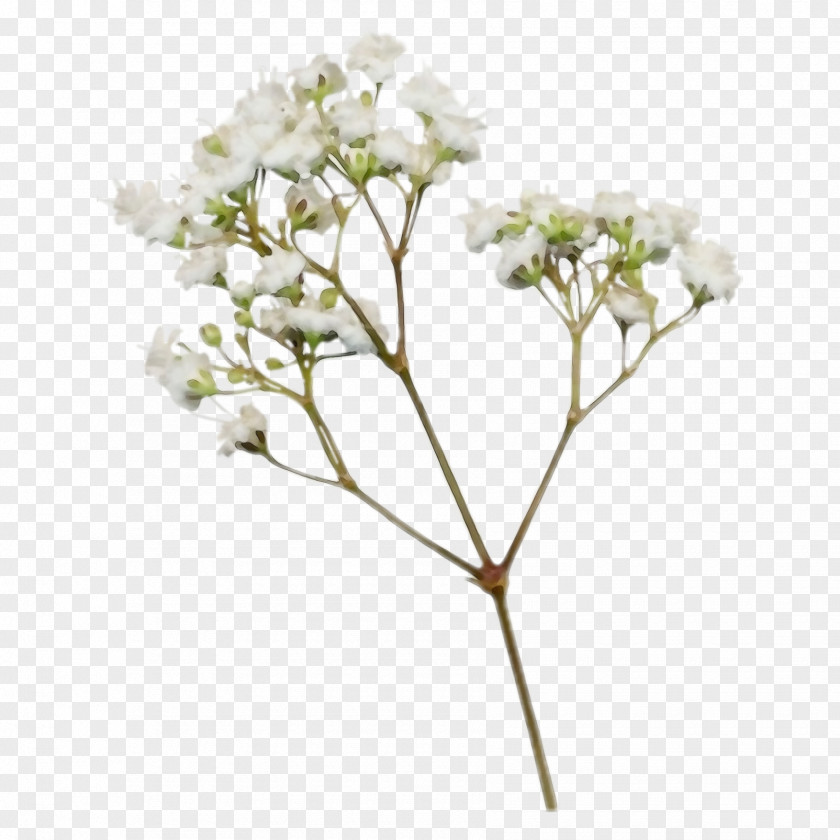 Flower Plant Valerian Cut Flowers Hydrangea PNG