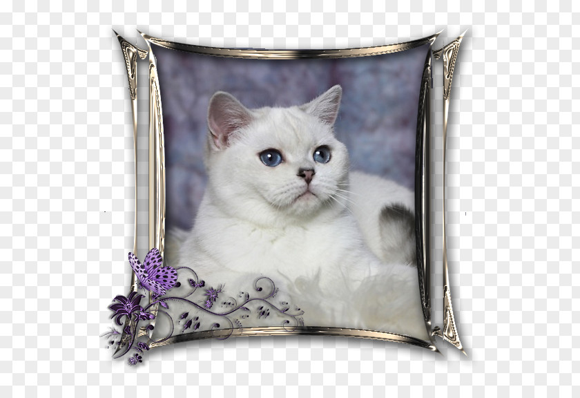 Kitten British Shorthair Domestic Short-haired Cat Whiskers Point Coloration PNG