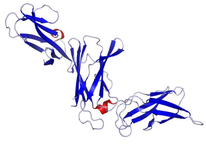 Macrophage Cartoon Interleukin 12 Immune System Dendritic Cell PNG