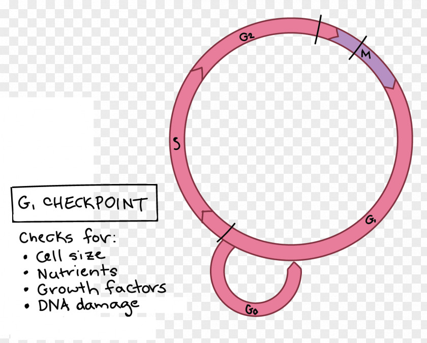 Cell Cycle Checkpoint Mitosis G1 Phase Meiosis PNG