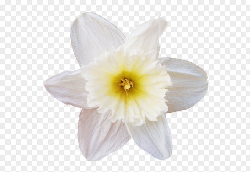 Flower White Petal PNG