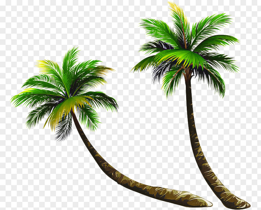 Terrestrial Plant Woody Palm Tree PNG