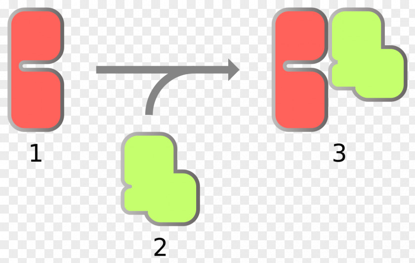 Activation Function Mitosis Cell Cycle Meiosis G0 Phase PNG