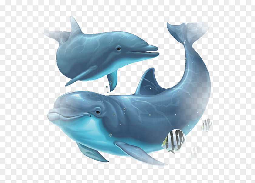 Dolphin Common Bottlenose Tucuxi Wholphin Rough-toothed Short-beaked PNG